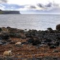 Sheep feeding on seaweed, Skye