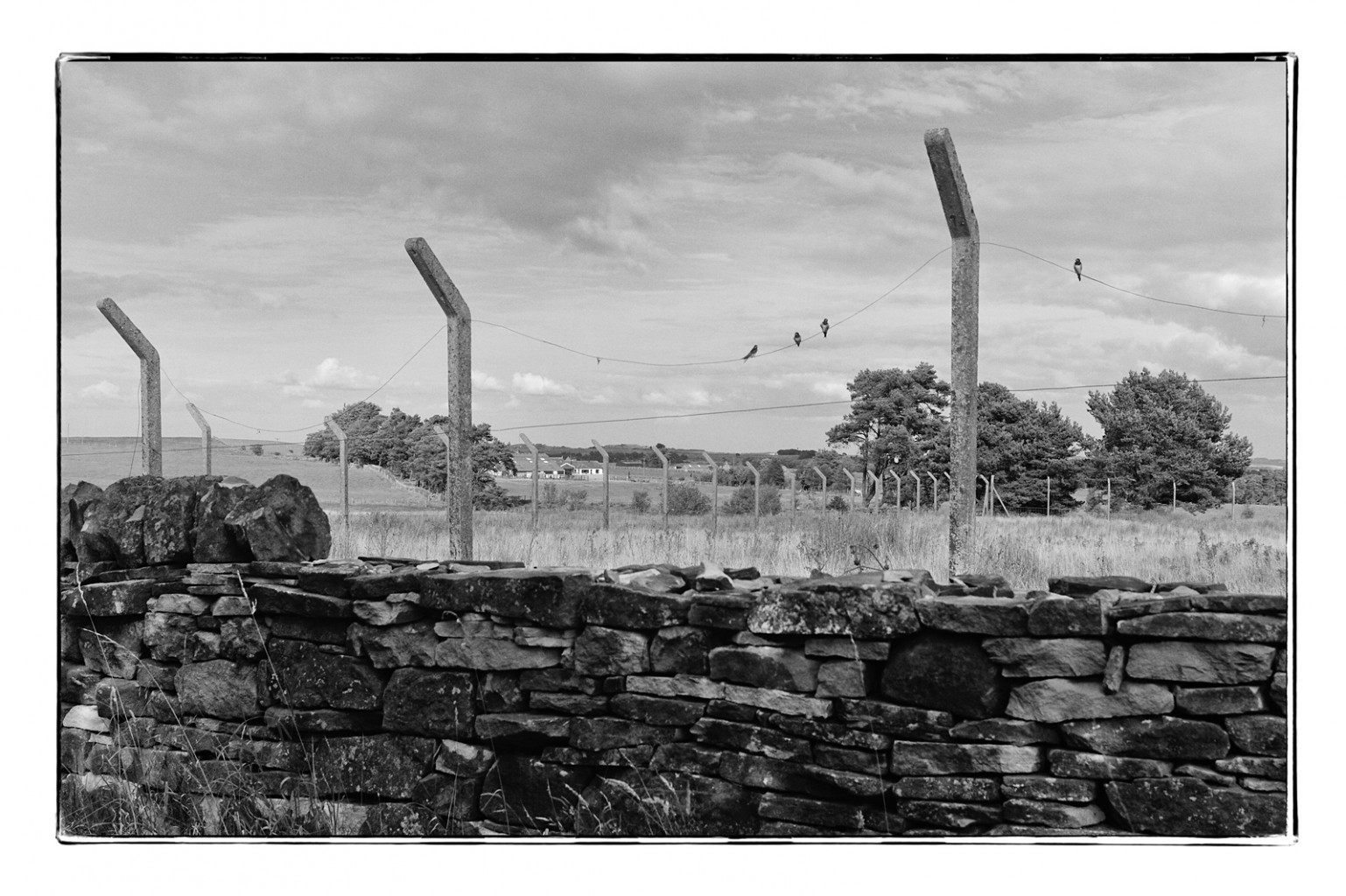 Birds on a wire