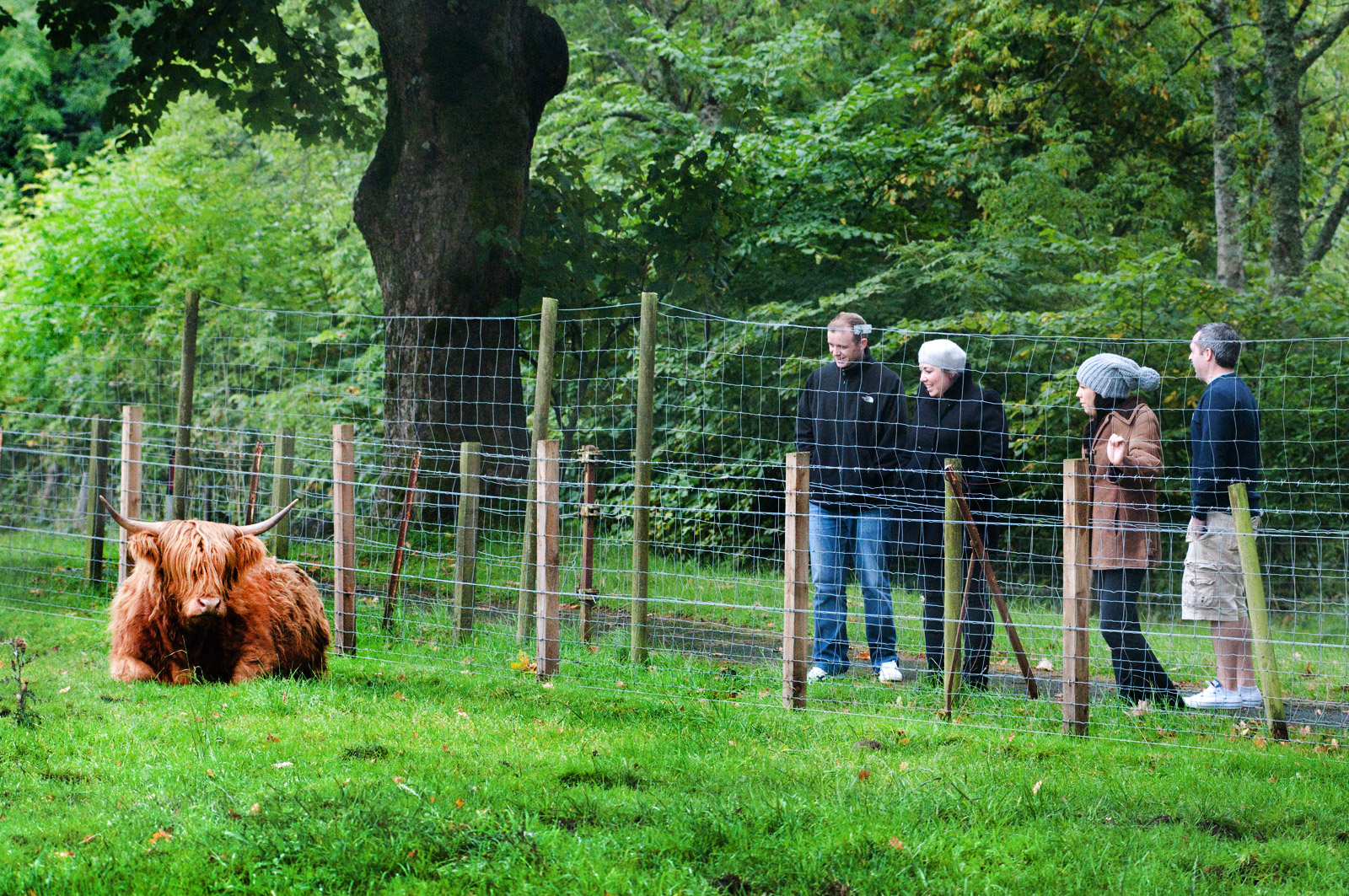 A group of people looking at a Highland cow at Trossachs Wollen Mill, Kilmahog near Callander in Perthshire, Scotland