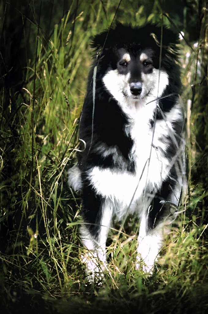 The colourised photographs service is a process that adds colour to black-and-white, sepia, or other monochrome images